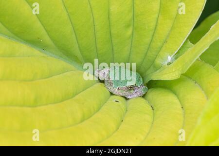 Gray Treefrog (Hyla versicolor) in foglia di osta, Marion County, Illinois. Foto Stock