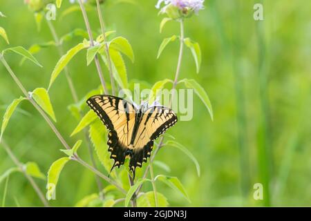 Tiger Swallowtail orientale (Papilio glaucus) su Wild Bergamot (Monarda fidulosa), Marion County, Illinois. Foto Stock