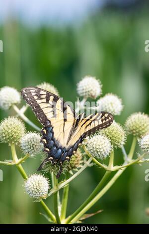 Eastern Tiger Swallowtail (Papilio glaucus) su Rattlesnake Master (Eryngium yuccifolium), Marion County, Illinois. Foto Stock