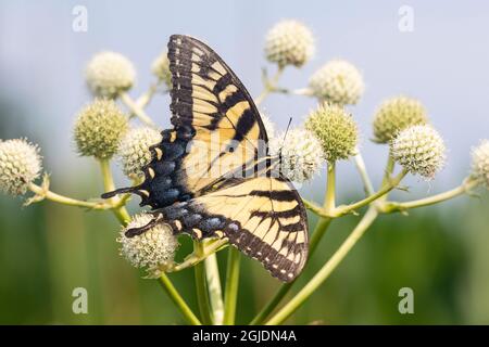 Eastern Tiger Swallowtail (Papilio glaucus) su Rattlesnake Master (Eryngium yuccifolium), Marion County, Illinois. Foto Stock