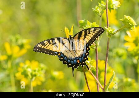 Eastern Tiger Swallowtail (Papilio glaucus) su Rosin Weed (Silphium integrifolium), Marion County, Illinois. Foto Stock
