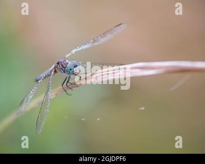 Rugiada in libellula, nebbia mattina, Day Preserve, Illinois Foto Stock