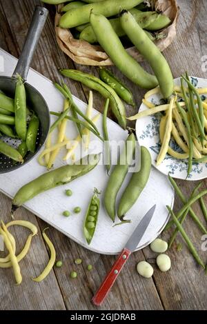 Fagioli Foto Janerik Henriksson / TT code 10010 Foto Stock