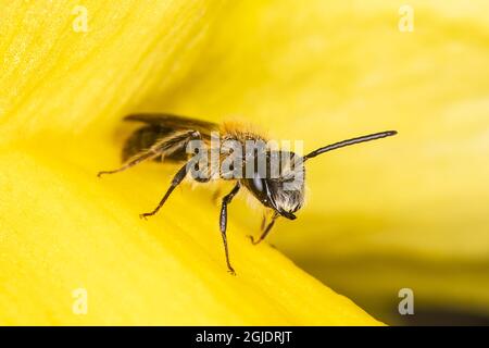 Ape mineraria (Andrena helvola) Foto: OLA Jennersten / TT / code 2754 Foto Stock