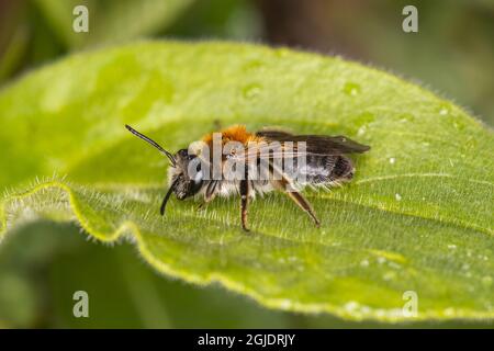 Ape mineraria (Andrena helvola) Foto: OLA Jennersten / TT / code 2754 Foto Stock