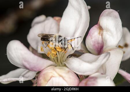 Ape mineraria (Andrena helvola) on (Malus domestica) Photo: OLA Jennersten / TT / code 2754 Foto Stock