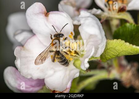 Ape mineraria (Andrena helvola) on (Malus domestica) Photo: OLA Jennersten / TT / code 2754 Foto Stock