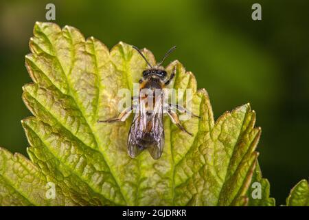 Ape (Andrena helvola) ribes nero (Ribes nigrum) Foto: OLA Jennersten / TT / code 2754 Foto Stock