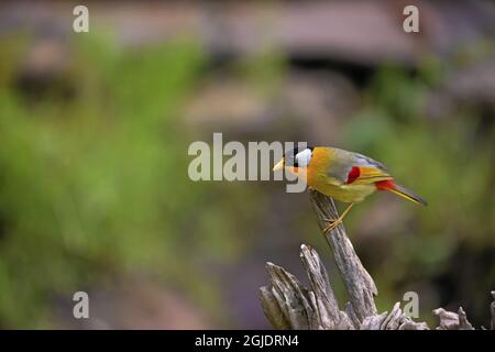 Mesia argentauris (Leiothrix argentauris) (Hodgson, 1837). Foto: Magnus Martinsson / TT / 2734 Foto Stock