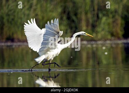 Great White Heron (Egretta alba) Photo: Bengt Ekman TT / code 2706 Foto Stock