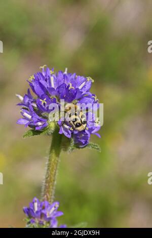 Beetle Eurasian (Trichius fasciatus) on Briardly Bellflower (Campanula cervicaria) Photo: Bengt Ekman / TT / code 2706 Foto Stock