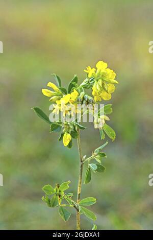 Trefoil minore, Triflolium dubium Foto: Bengt Ekman / TT / kod 2706 Foto Stock