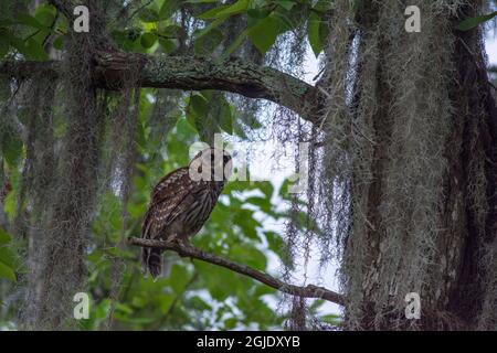 Gufo arroccato nella foresta di cipressi, Manchac Swamp tour in kayak vicino a New Orleans, Louisiana, Stati Uniti. Foto Stock