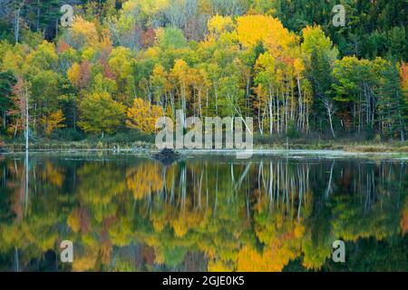 USA, Maine. Riflessioni al laghetto Beaver Dam nel Parco Nazionale di Acadia. Foto Stock