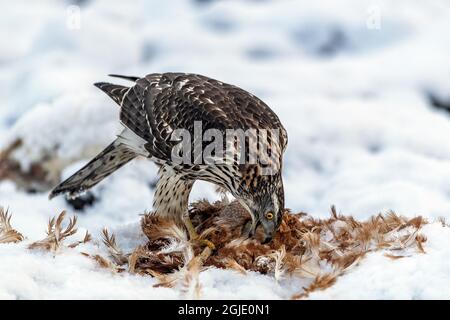 Il goshawk settentrionale (Accipiter gentilis) mangiare la sua preda Foto: OLA Jennersten / TT / code 2754 Foto Stock