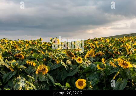 Un campo di girasole nel South Downs vicino Lewes, in una serata estiva Foto Stock