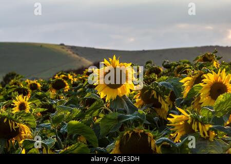 Un campo di girasole nel South Downs vicino Lewes, in una serata estiva Foto Stock