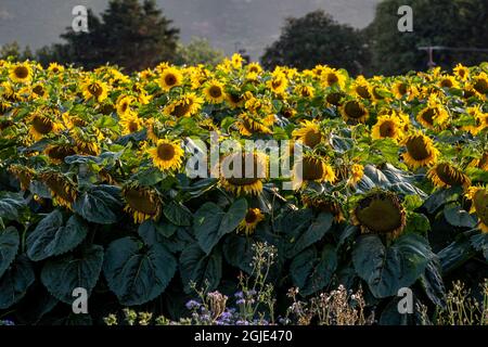 Un campo di girasole nel South Downs vicino Lewes, in una serata estiva Foto Stock