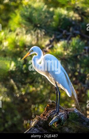 USA, Maryland, Chincoteague Island, egret Foto Stock