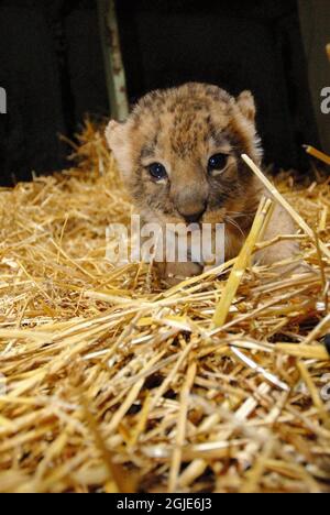 Uno dei cucciolo di leone appena nati è stato presentato quando Kolmarden zoo in Svezia aperto per la stagione. Foto Stock