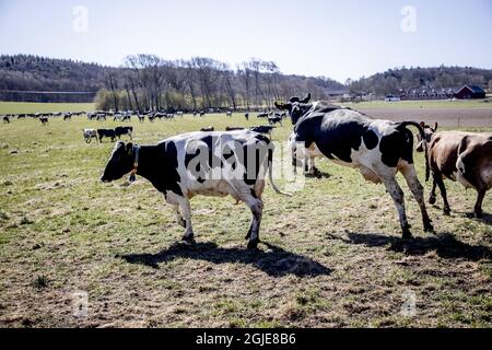 Rilascio di mucche o di pascolo presso la fattoria Berte Gard al di fuori di Falkenberg, Svezia 24 aprile 2020. Le mucche felici ottengono tutte eccitate quando finalmente dopo sei mesi lunghi nel fienile possono munch sull'erba fresca e sentire la brezza esterna ariosa ancora. Il rilascio della mucca primaverile è normalmente un evento familiare annuale in molte aziende agricole in Svezia, ma quest'anno a causa della pandemia del coronavirus il pubblico può seguire l'evento sul web. Foto Adam IHSE / TT / Kod 9200 Foto Stock