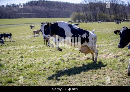 Rilascio di mucche o di pascolo presso la fattoria Berte Gard al di fuori di Falkenberg, Svezia 24 aprile 2020. Le mucche felici ottengono tutte eccitate quando finalmente dopo sei mesi lunghi nel fienile possono munch sull'erba fresca e sentire la brezza esterna ariosa ancora. Il rilascio della mucca primaverile è normalmente un evento familiare annuale in molte aziende agricole in Svezia, ma quest'anno a causa della pandemia del coronavirus il pubblico può seguire l'evento sul web. Foto Adam IHSE / TT / Kod 9200 Foto Stock