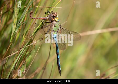 L'imperatore libellula che mangia un darter Comm Foto Stock