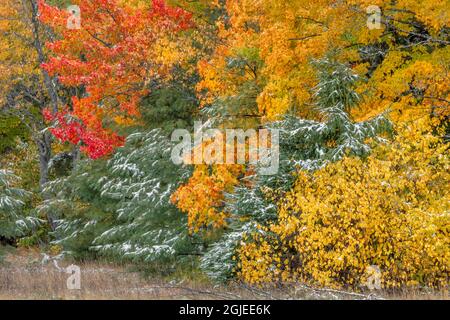 Polvere leggera di neve sui colori autunnali, Hiawatha National Forest, Upper Peninsula del Michigan. Foto Stock