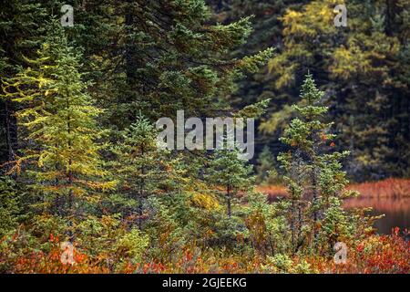 Litorale di piccolo stagno in autunno, Upper Peninsula del Michigan, Hiawatha National Forest Foto Stock