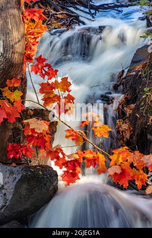 L'acero rosso parte a Cascade al Bond Falls state Park, Michigan, USA Foto Stock