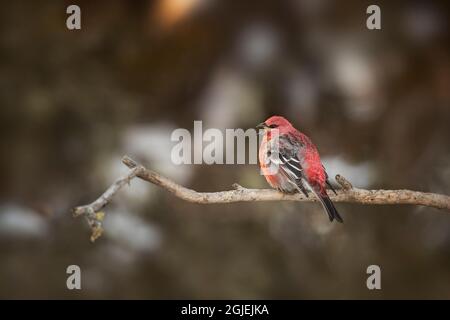 USA, Minnesota, Sax-Zim Bog. Pino grosbeak maschio canto. Credit as: Don Grall / Galleria Jaynes / DanitaDelimont.com Foto Stock