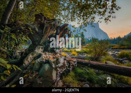 Parco Nazionale di Yosemite. Radice grande in primo piano. Foto Stock