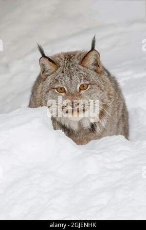 Lynx eurasiatica in inverno, situazione controllata. Foto Stock