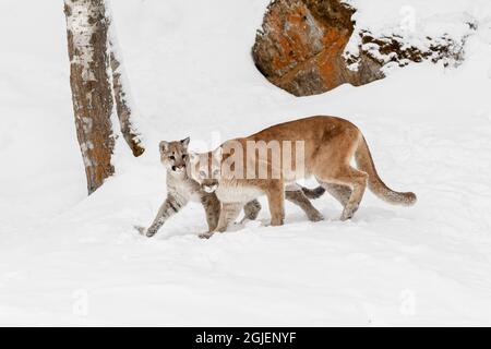 Leone di montagna femminile adulto con cucciolo in inverno. Foto Stock