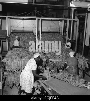 Una piantagione di tabacco a Farmville, Virginia. I fasci di tabacco sono appesi in un armadio con aria calda e umida, dove le foglie di tabacco possono appendere per un'ora ed ottenere un livello di umidità di approssimativamente dodici per cento. Foto Stock