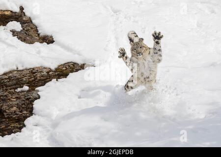 il leopardo della neve salta dopo la preda, Montana. Foto Stock