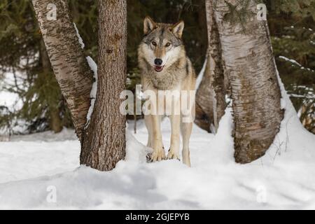 Lupo di tundra, Canis lupus albus, in inverno, situazione controllata, Montana Foto Stock