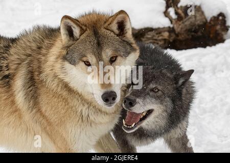 Tundra lupi che girano insieme, Canis lupus Albus situazione controllata Foto Stock