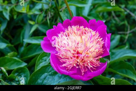 Grande fiore rosa cerise a tazza di Paeonia lactiflora con una massa centrale di petaloidi stretti, cremosi e rosa. Foto Stock