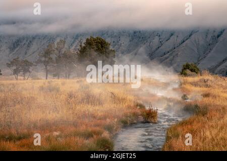 Piccola sorgente calda in fase di vapore che attraversa un prato di erbe d'autunno dorate, Canary Spring, Mammoth Hot Springs, Yellowstone National Park, Montana, USA Foto Stock