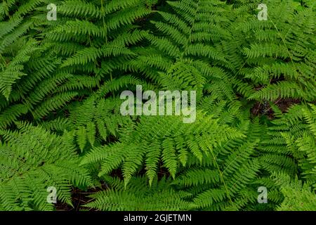 Bracken Ferns Along Trail of the Cedars nel Glacier National Park, Montana, USA. Foto Stock