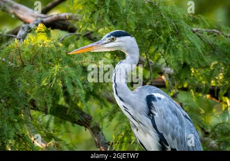 Airone grigio (Ardea cinerea) arroccato in conifere vicino stagno / lago Foto Stock