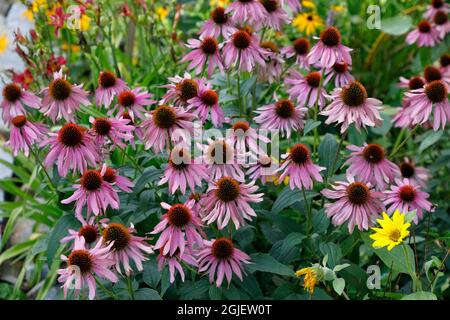 Il fiore viola cappello, Echinacea purpurea Foto Stock