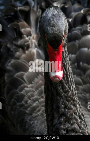 Cigno nero (Cygnus atratus / Anas atrata) nuoto in stagno, grande uccello acquatico nativo in Australia Foto Stock