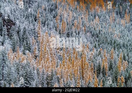 Nevicate fresche su larici autunnali sulla Columbia Mountain a Columbia Falls, Montana, USA Foto Stock