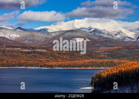 Riserva di cavalli affamati in autunno con Great Northern Mountain nella Flathead National Forest, Montana, USA Foto Stock