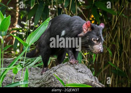 Diavolo della Tasmania (Sarcophilus harrisii), il più grande carnivoro marsupiale nativo per l'Australia Foto Stock