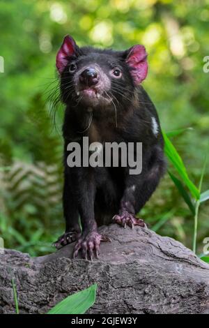 Diavolo della Tasmania (Sarcophilus harrisii), il più grande carnivoro marsupiale nativo per l'Australia Foto Stock