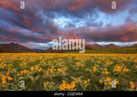 Vasto campo di fiori selvatici di balsamo a foglia d'arrow lungo la Rocky Mountain Front Range vicino Augusta, Montana, USA Foto Stock