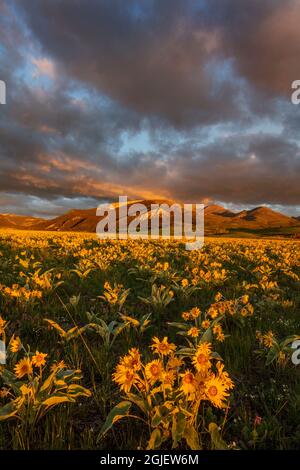 Vasto campo di fiori selvatici di balsamo a foglia d'arrow lungo la Rocky Mountain Front Range vicino Augusta, Montana, USA Foto Stock